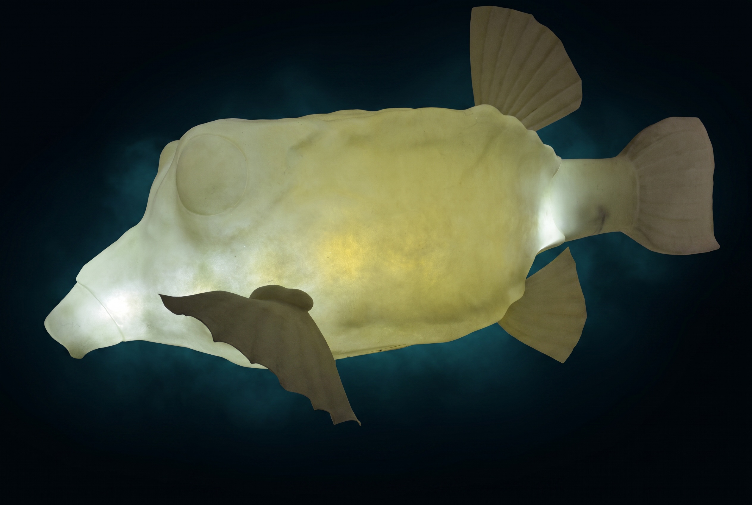Il pallido modello luminoso del pesce scatola che ispirò la Bionic